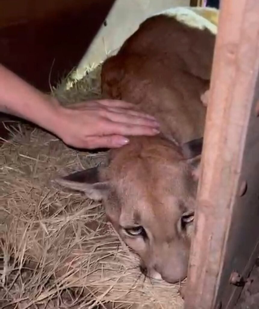 Após falta de energia, onça-parda invade quintal e mobiliza equipes em Paiçandu